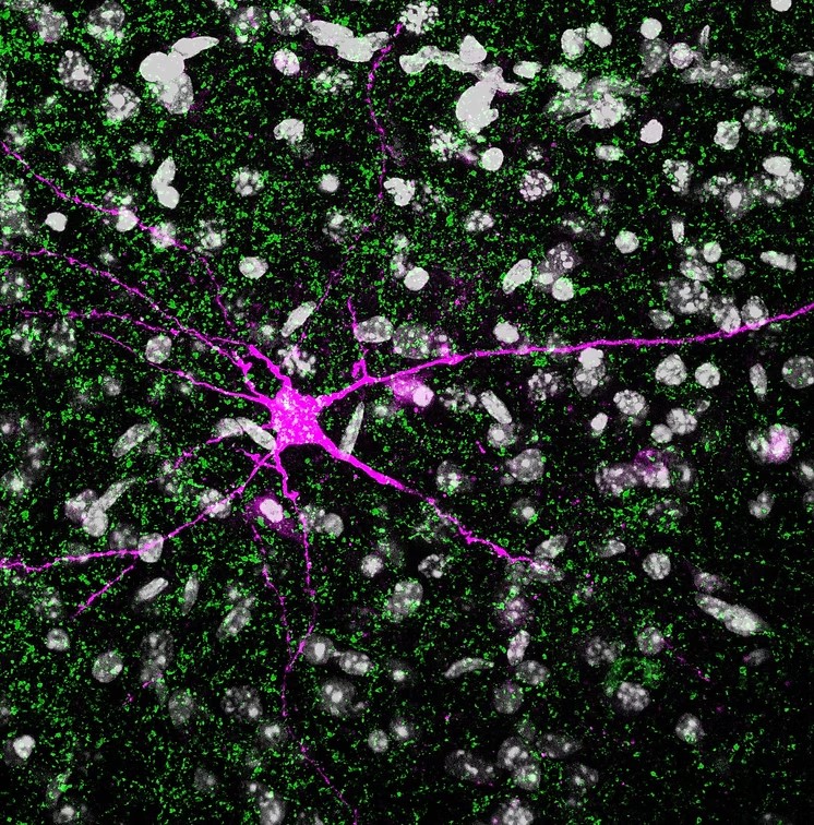 Maximum-intensity projection of labelled brain tissue: a single neuron picked out in magenta among surrounding nuclei and puncta.