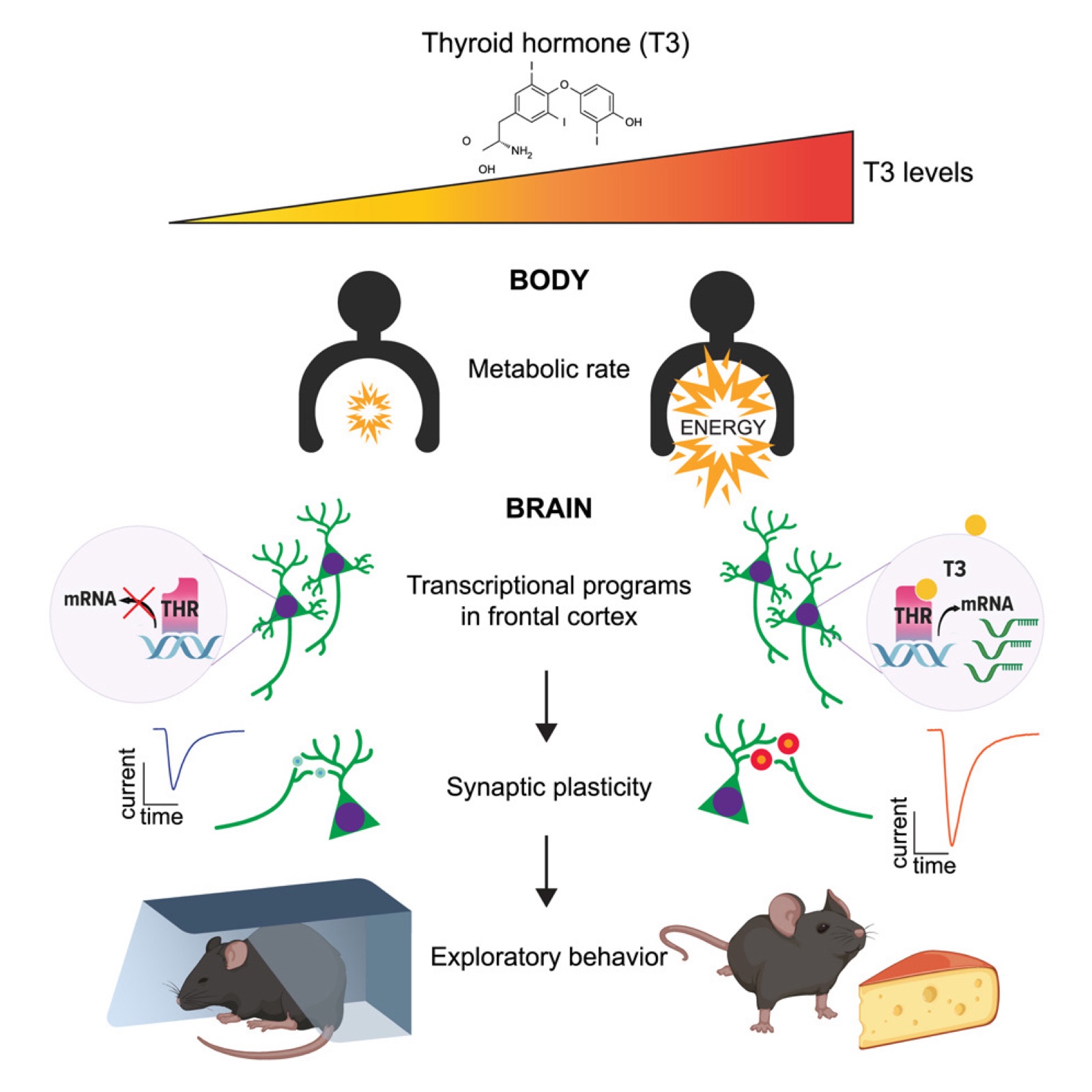 Graphical abstract: thyroid hormone remodels frontal cortex to coordinate metabolism and exploration.